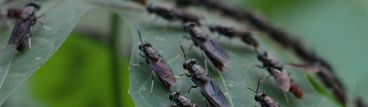 Wasps, Flies, Fruit Flies: Differences and Solutions