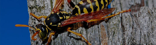Strategic Placement of Wasp and Fly Traps