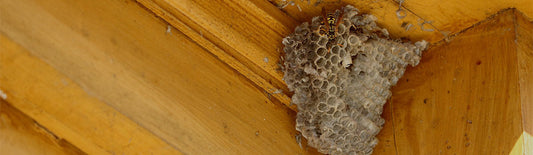 Reusable Traps: The Sustainable Pest Control Solution