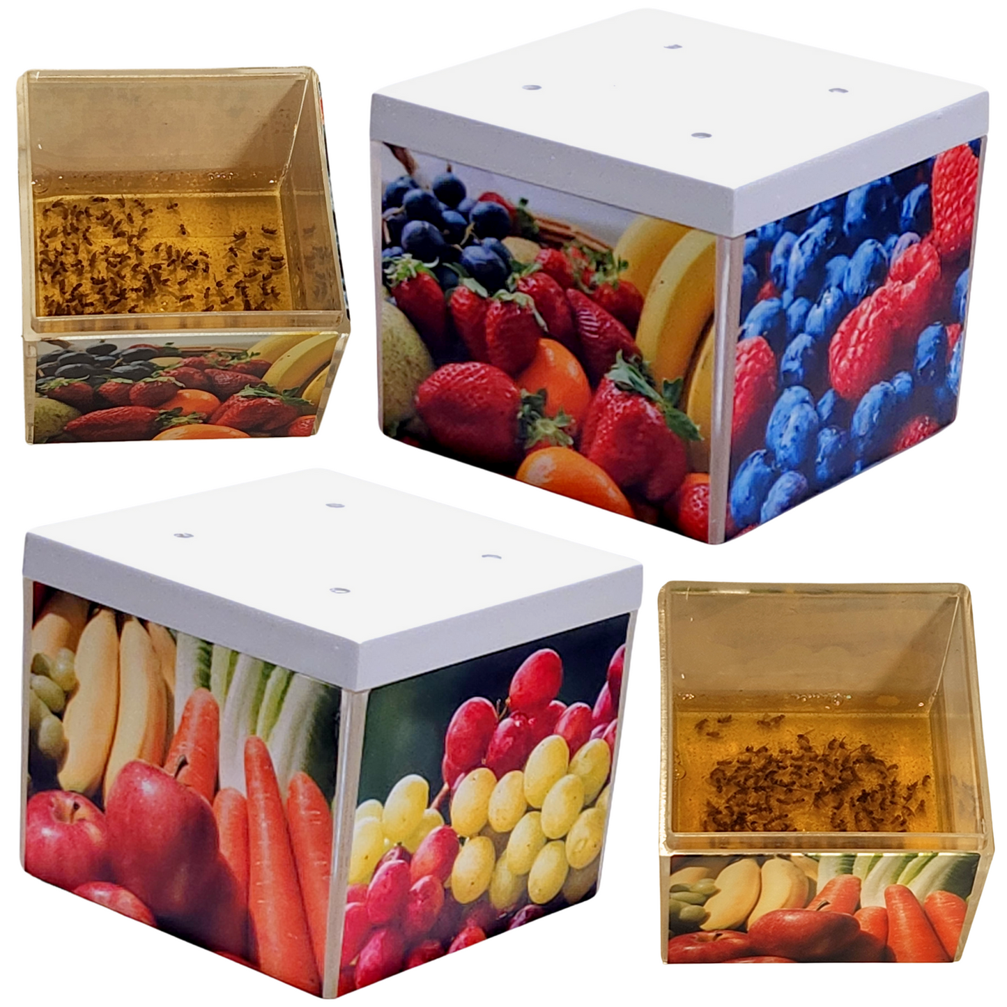 indoor fruit fly trap