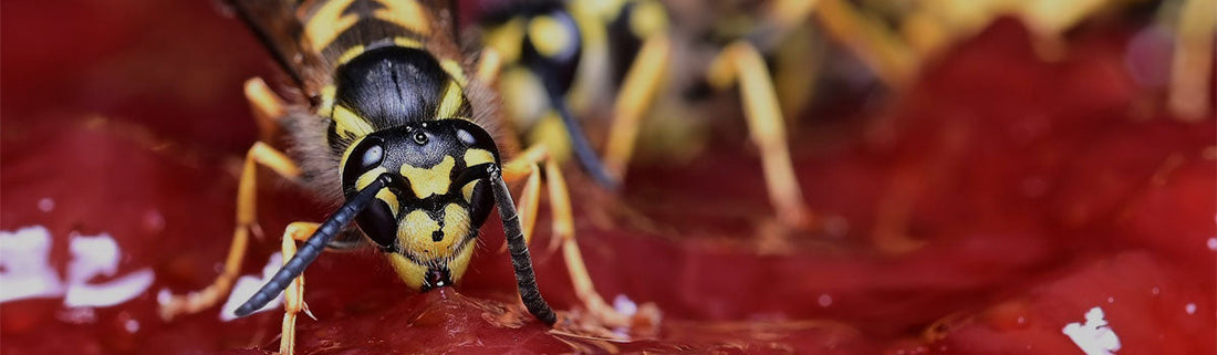 Keep Wasps Away From Your Outdoor Summer Gatherings
