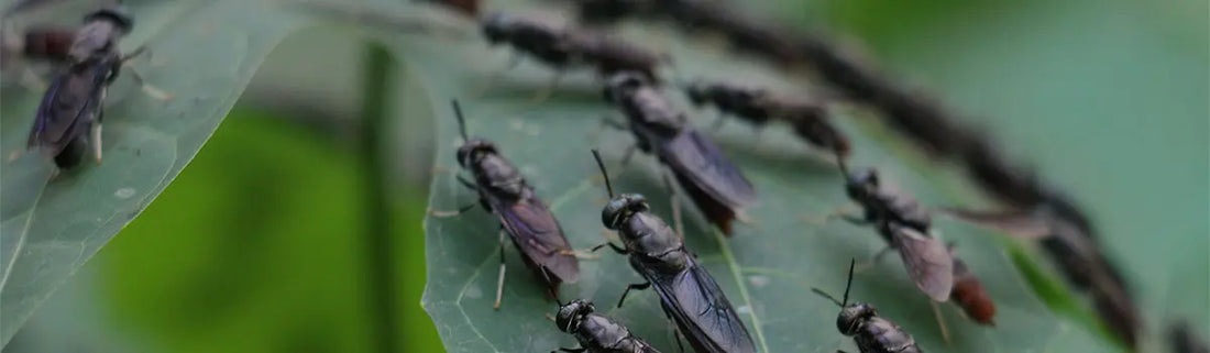 Wasps, Flies, Fruit Flies: Differences and Solutions Drabb