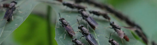 Wasps, Flies, Fruit Flies: Differences and Solutions Drabb