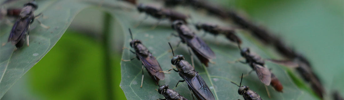 Wasps, Flies, Fruit Flies: Differences and Solutions