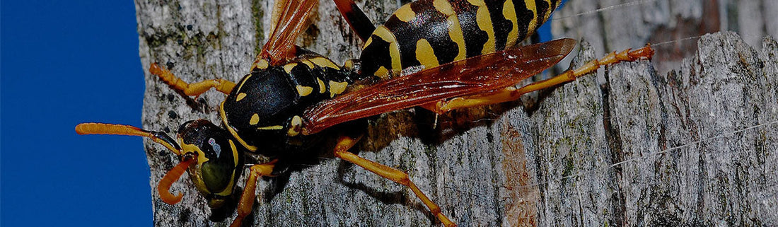 Strategic Placement of Wasp and Fly Traps