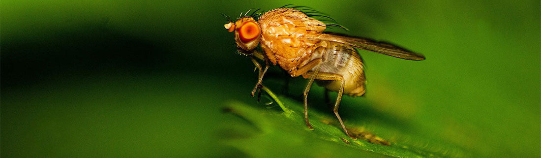 Fruit Flies in the Kitchen: The Ultimate Solution