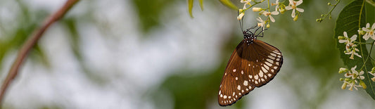 Smart Eco-Friendly Bug Control for Summer