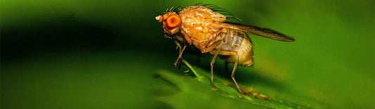 Fruit Flies in the Kitchen: The Ultimate Solution Drabb