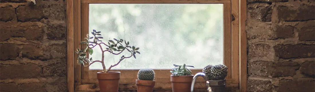 Why Flies Invade Your Home in Summer Drabb