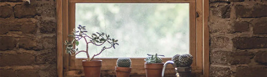 Why Flies Invade Your Home in Summer Drabb
