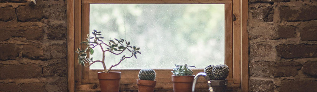 Why Flies Invade Your Home in Summer