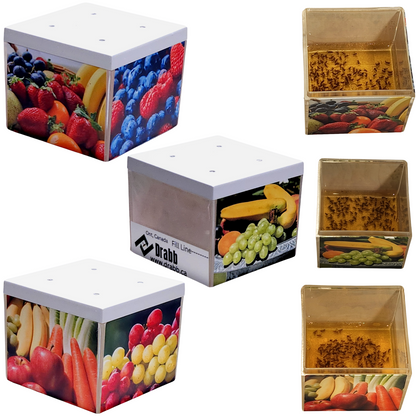 set of fruit fly traps