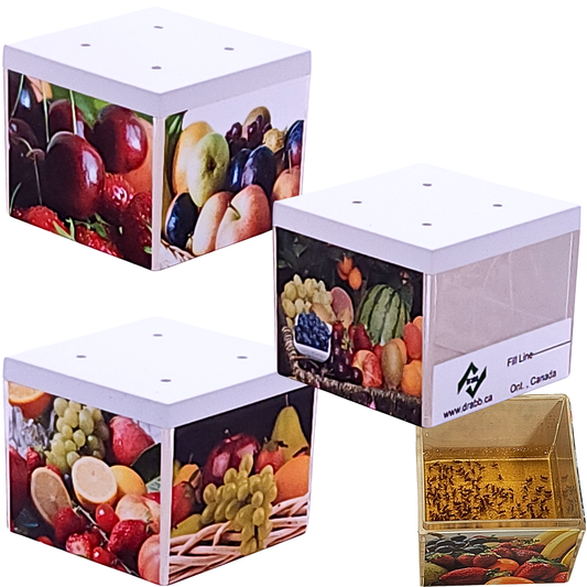 Tropical Fun. Fruit Fly, Drain Fly and Gnat traps.